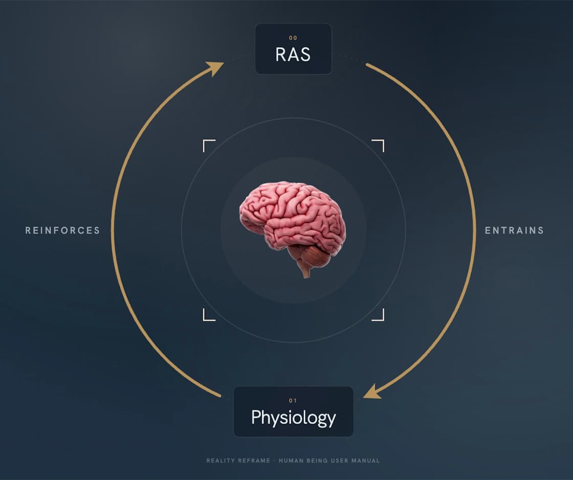 A loop diagram: the reticular activating system trains physiological state, and physiological state reinforces the reticular activating system.